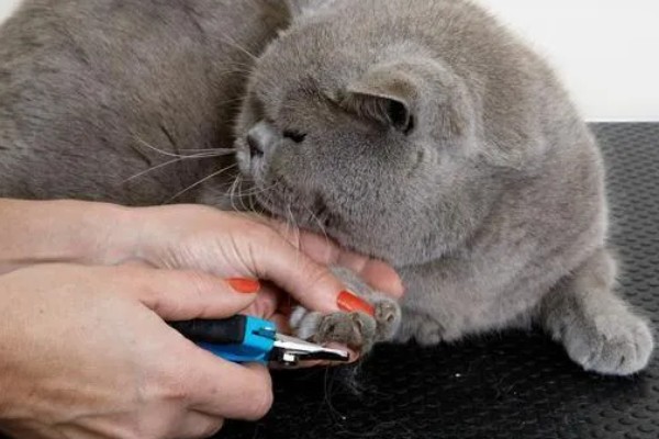 给猫咪剪指甲的诀窍,趁它打瞌睡的间隙修剪