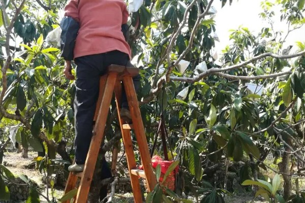 枇杷的采摘方法，在木棍顶部安装钩子把果实钩下来