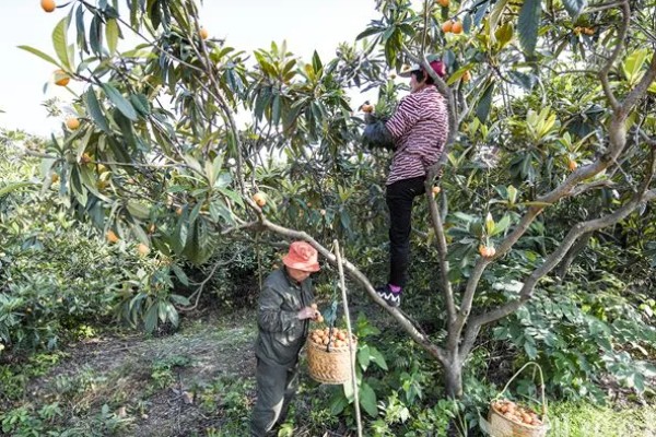 枇杷的采摘方法，在木棍顶部安装钩子把果实钩下来