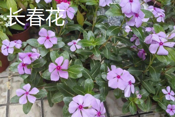 什么花的花期最长，有扶桑花、长春花等