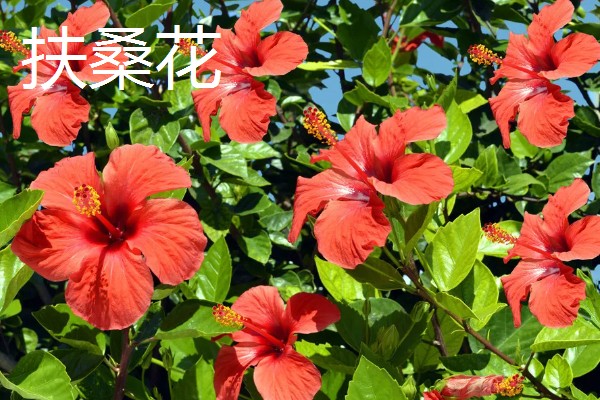 什么花的花期最长，有扶桑花、长春花等