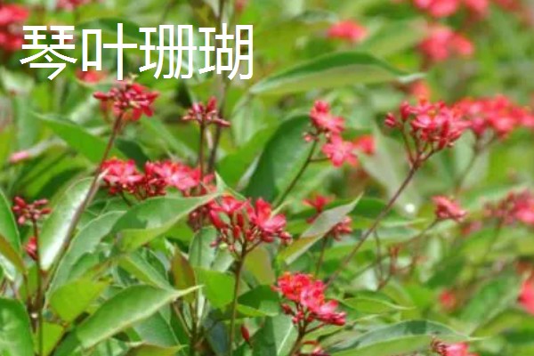 什么花的花期最长，有扶桑花、长春花等