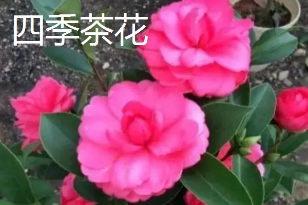 什么花的花期最长，有扶桑花、长春花等