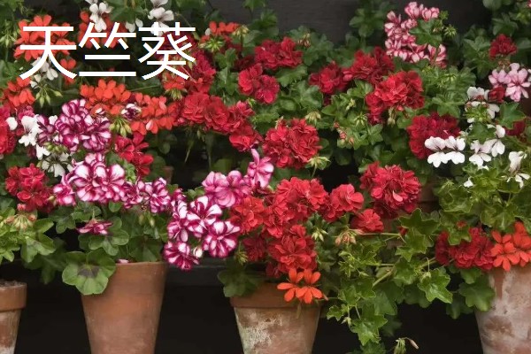 什么花的花期最长，有扶桑花、长春花等