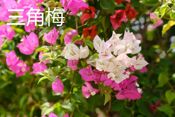 什么花的花期最长，有扶桑花、长春花等