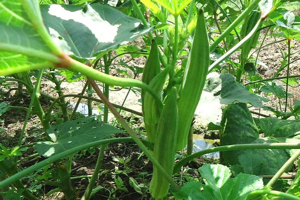 黄秋葵的种植温度,最佳温度为20-30℃