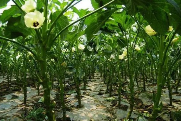 黄秋葵的种植温度,最佳温度为20-30℃