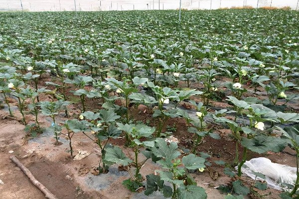 黄秋葵的种植温度,最佳温度为20-30℃