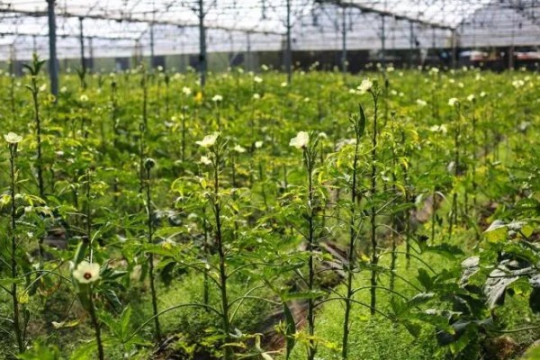 黄秋葵的种植温度,最佳温度为20-30℃