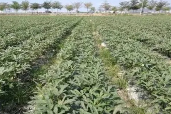 黄秋葵的种植温度,最佳温度为20-30℃