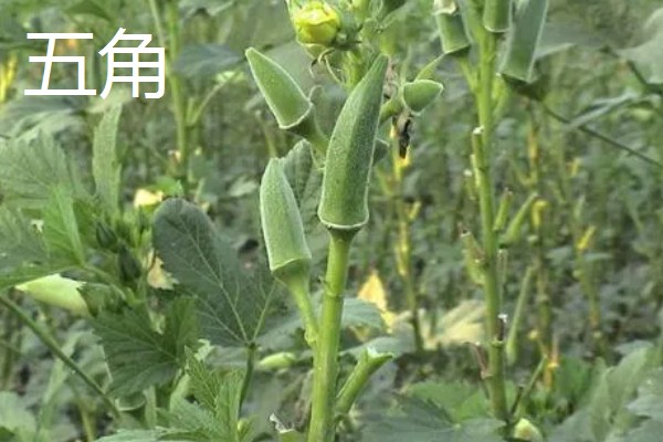 黄秋葵的种植温度,最佳温度为20-30℃