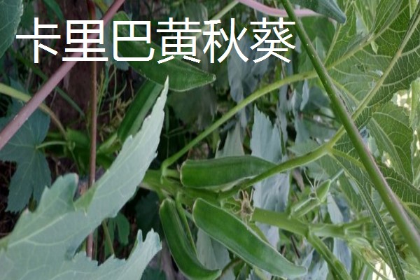 黄秋葵的种植温度,最佳温度为20-30℃
