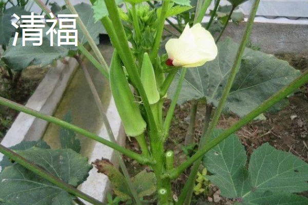黄秋葵的种植温度,最佳温度为20-30℃