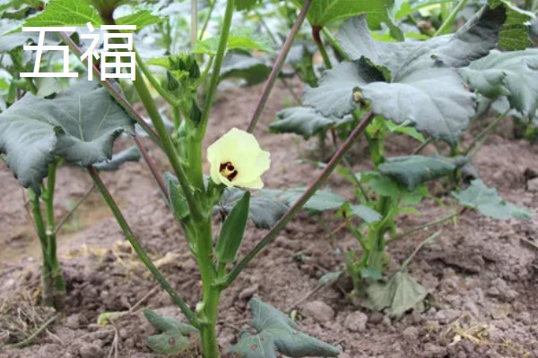 黄秋葵的种植温度,最佳温度为20-30℃