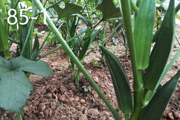 黄秋葵的种植温度,最佳温度为20-30℃