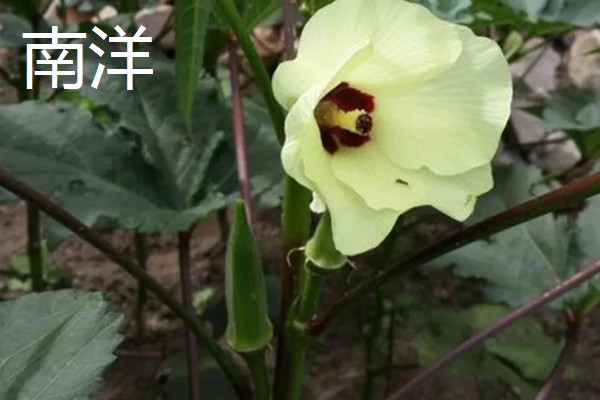 黄秋葵的种植温度,最佳温度为20-30℃