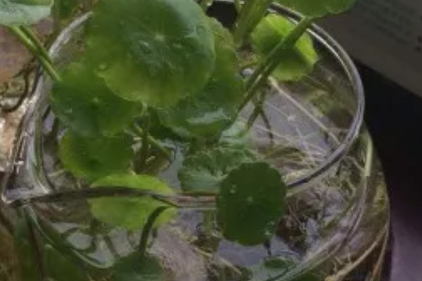 水培铜钱草叶子发黄的原因，可能是光照不足所致