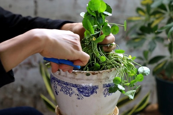 水培铜钱草叶子发黄的原因，可能是光照不足所致