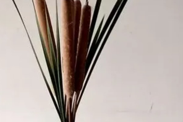 将蒲棒做成干花的方法,以风干为主