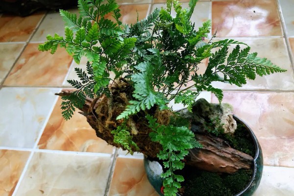 怎么让狼尾蕨爆盆，需提供充足的散射光