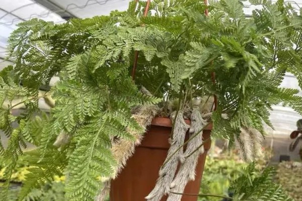 怎么让狼尾蕨爆盆，需提供充足的散射光