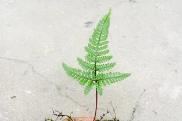 怎么让狼尾蕨爆盆，需提供充足的散射光