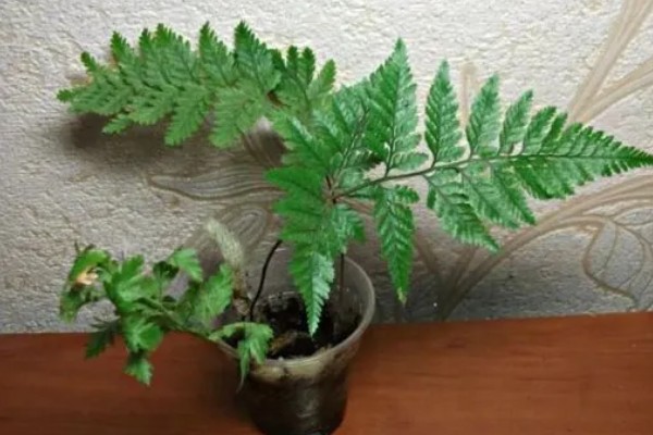 怎么让狼尾蕨爆盆，需提供充足的散射光