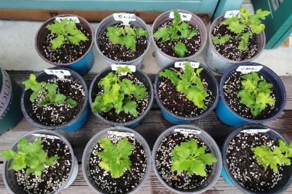 菊花苗如何种植,种植之前先放入户外通风处理