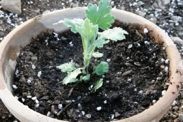 菊花苗如何种植,种植之前先放入户外通风处理
