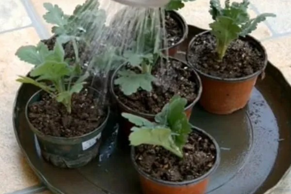 菊花苗如何种植,种植之前先放入户外通风处理
