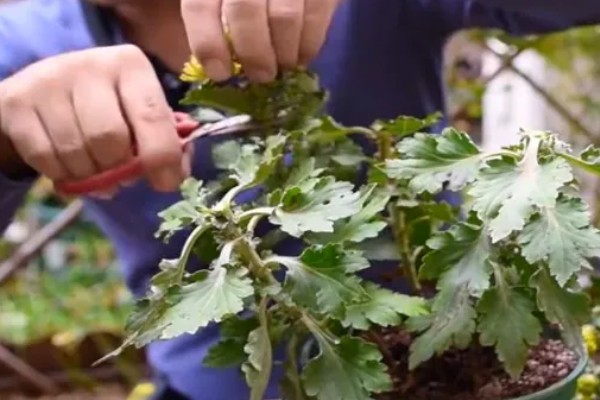 菊花苗如何种植,种植之前先放入户外通风处理