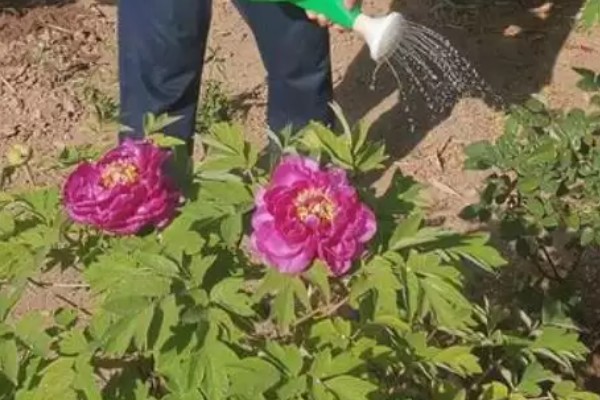 牡丹春节开花后的管理方法，剪除凋谢的花苞可以节省养分