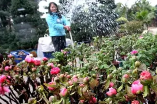 牡丹春节开花后的管理方法，剪除凋谢的花苞可以节省养分