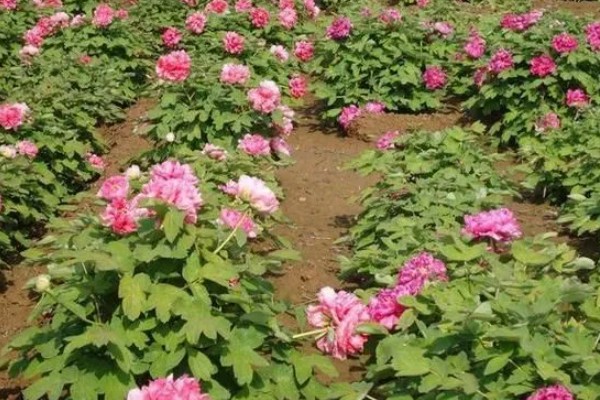 牡丹春节开花后的管理方法，剪除凋谢的花苞可以节省养分