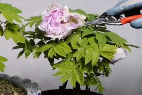 牡丹春节开花后的管理方法，剪除凋谢的花苞可以节省养分