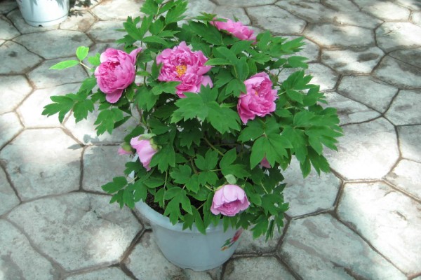 牡丹春节开花后的管理方法，剪除凋谢的花苞可以节省养分