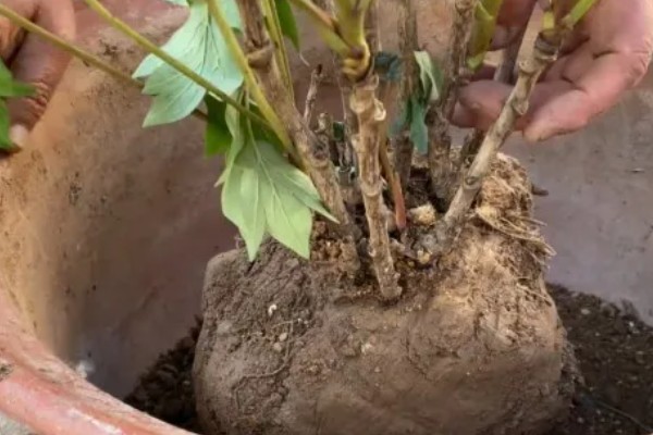 牡丹春节开花后的管理方法，剪除凋谢的花苞可以节省养分