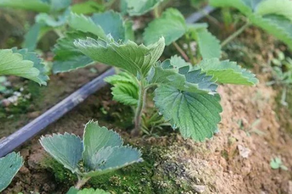 草莓移植后的管理方法，要放在阴凉通风的地方缓苗