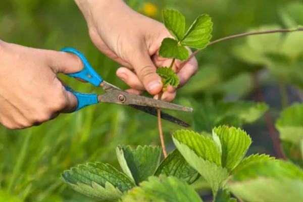 草莓移植后的管理方法，要放在阴凉通风的地方缓苗