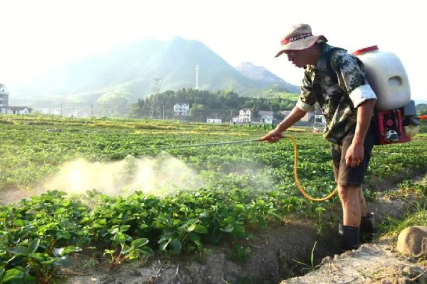 草莓移植后的管理方法，要放在阴凉通风的地方缓苗