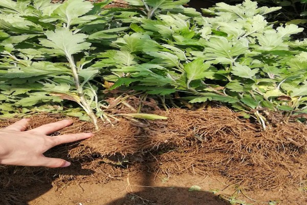 菊花苗如何种植,种植之前先放入户外通风处理