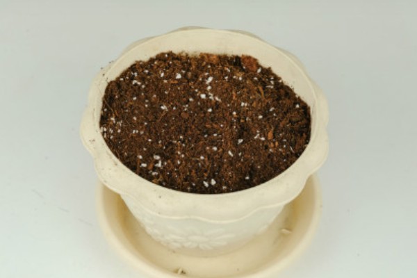 菊花苗如何种植,种植之前先放入户外通风处理