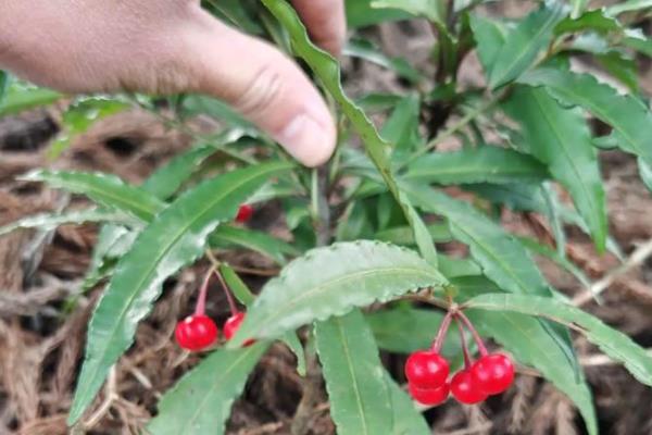 朱砂根如何修剪,不同生长阶段的修剪方式不同