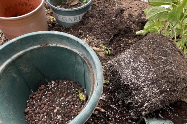 朱砂根如何修剪,不同生长阶段的修剪方式不同