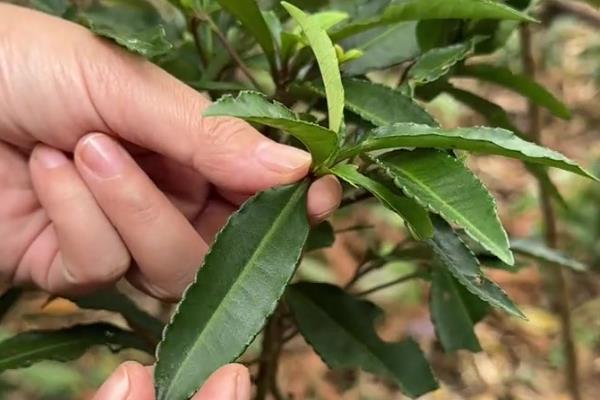 朱砂根如何修剪,不同生长阶段的修剪方式不同