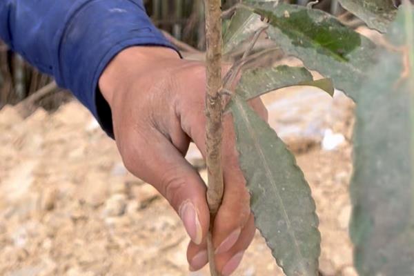 朱砂根如何修剪,不同生长阶段的修剪方式不同