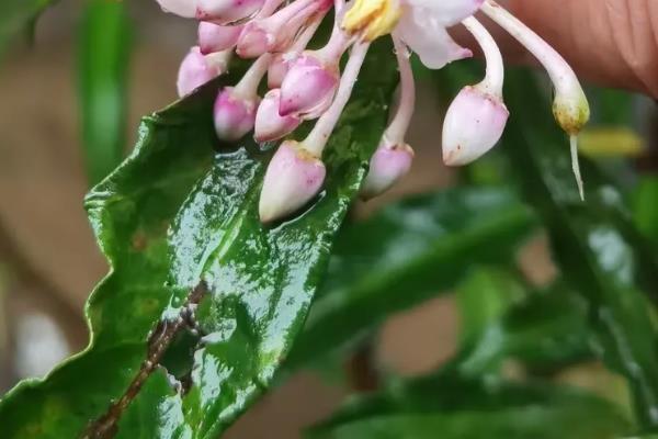 朱砂根如何修剪,不同生长阶段的修剪方式不同