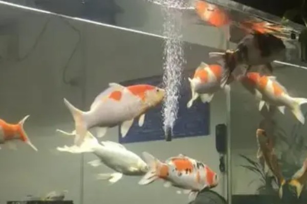 锦鲤氧气一天开多长时间，和饲养密度有关