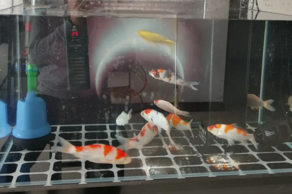 锦鲤氧气一天开多长时间，和饲养密度有关