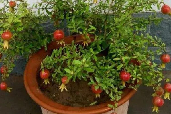 石榴盆栽的养殖方法，每隔15天施加一次液肥